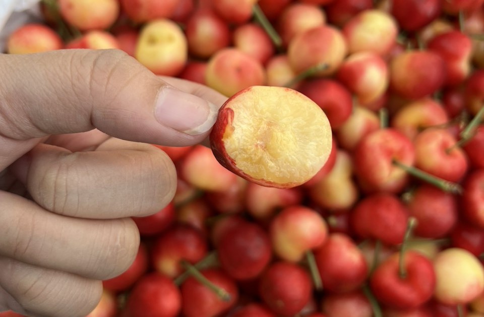 Cherry Vàng: Viên Ngọc Quý Của Vườn Trái Cây Nhập Khẩu