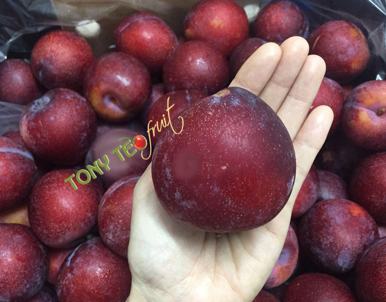 So sánh Mận Chile và Mận Úc: Hai Biểu Tượng Của Vị Ngon Tuyệt Vời