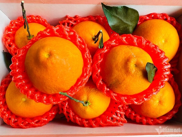 So Sánh Về Quýt Chum Và Các Loại Quýt Nhập Khẩu Trên Thị Trường