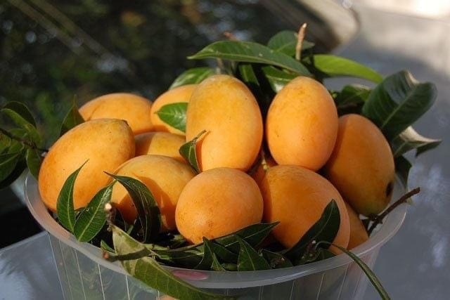 Tìm Hiểu Quả Thanh Trà Thái Lan