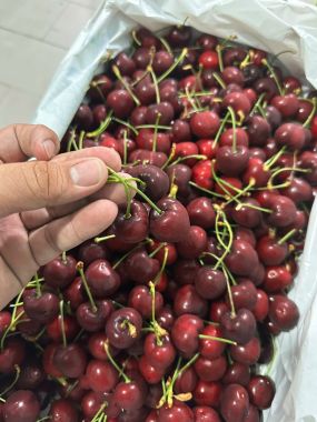 Cherry Mỹ Nhập Khẩu