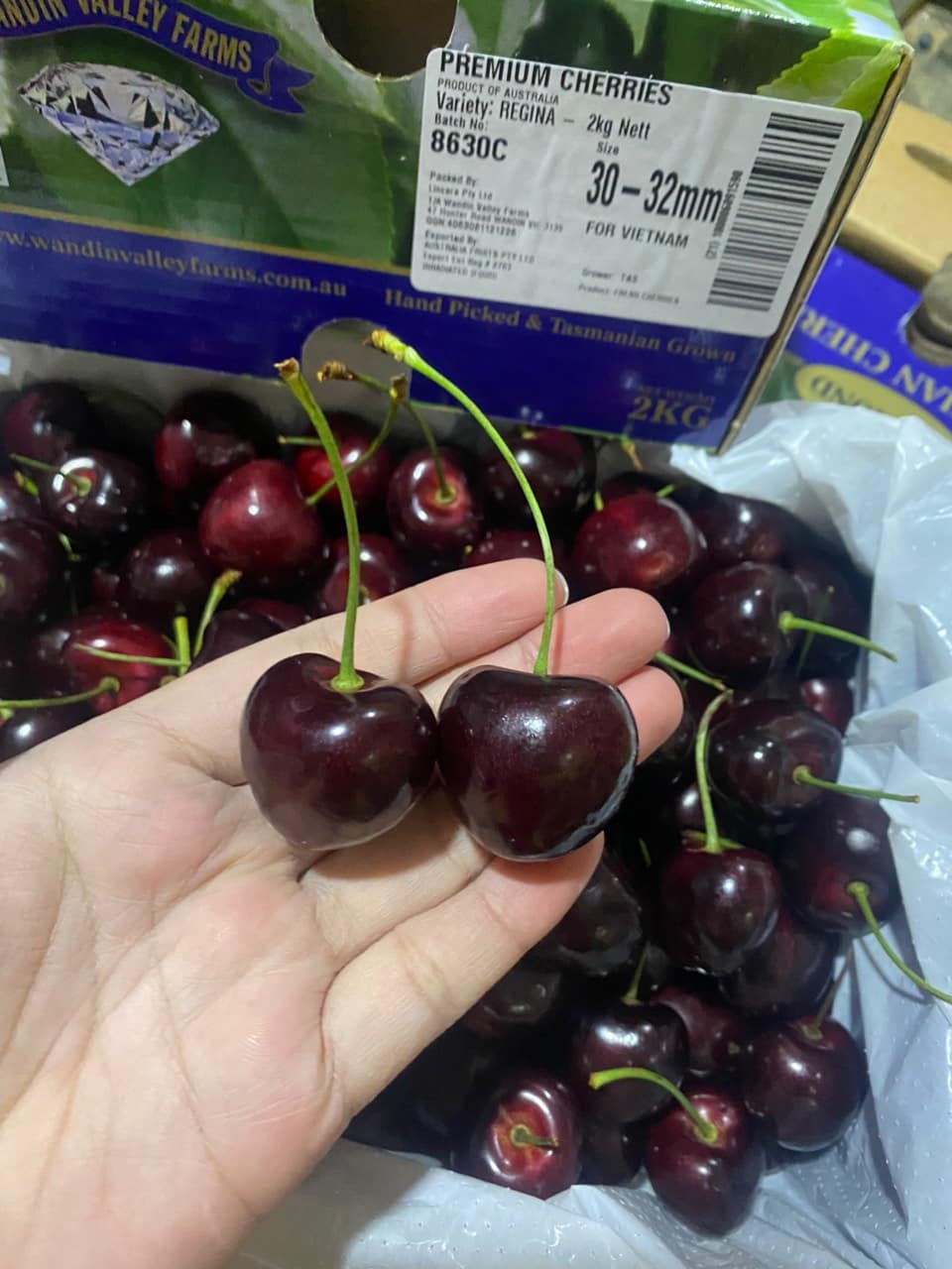 Cherry Úc Tasmanian size 26 Hàng Mới