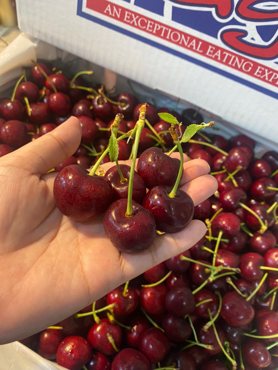 cherry Mỹ Sage