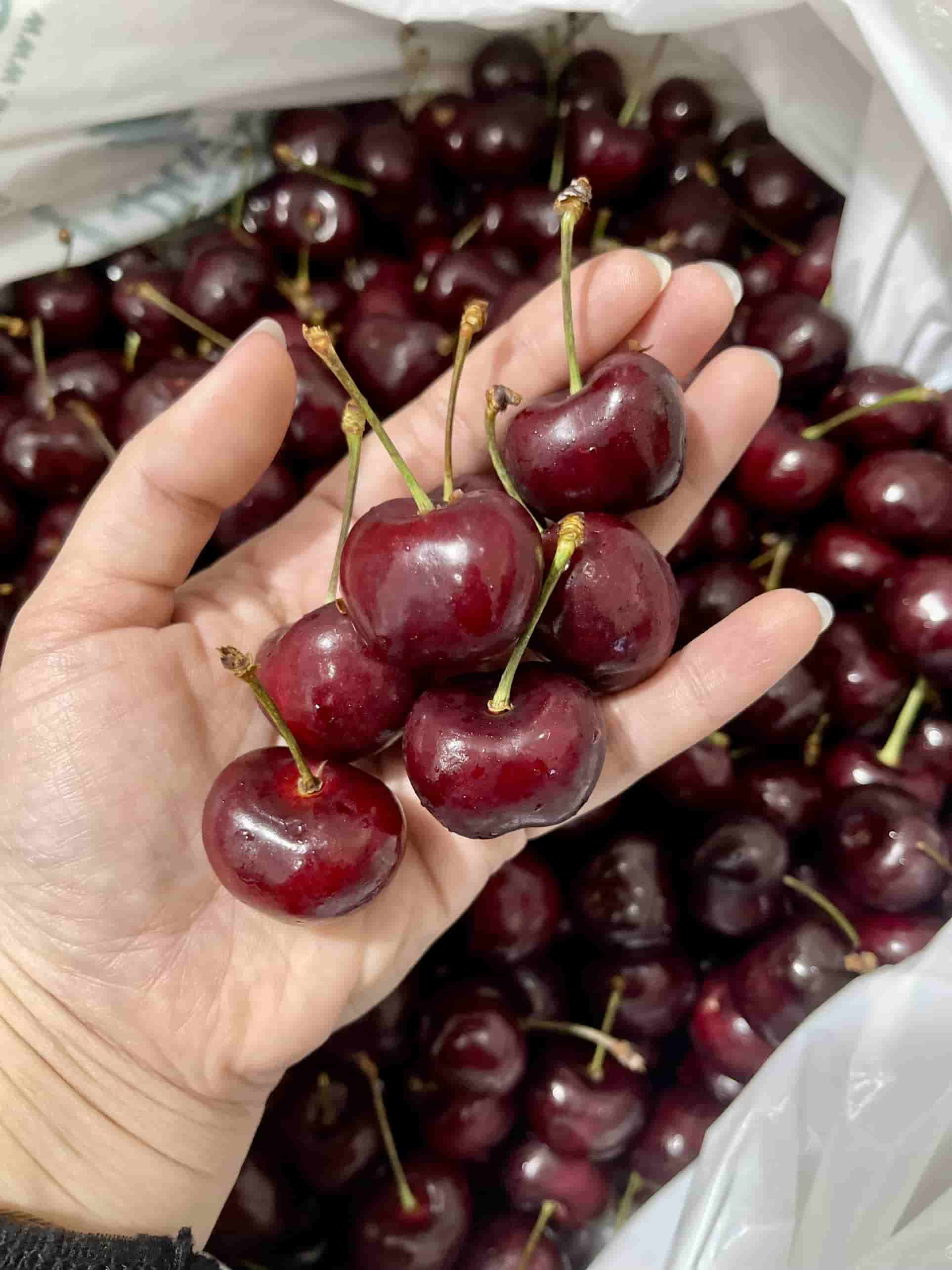 cherry Mỹ