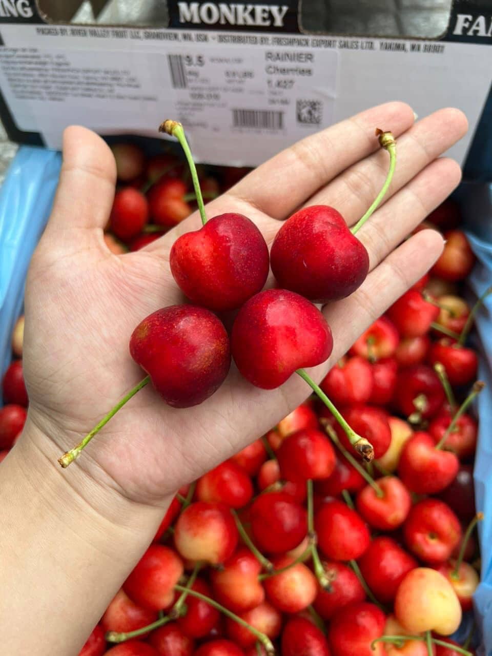 cherry vàng