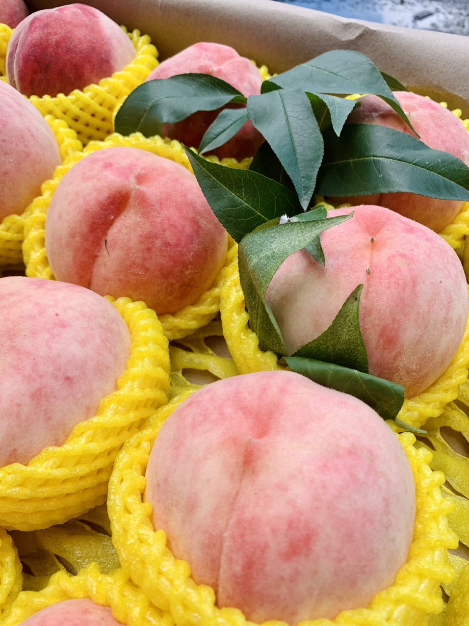 đào tuyết Lệ Giang