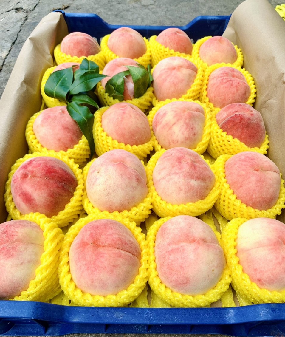 đào tuyết Lệ Giang