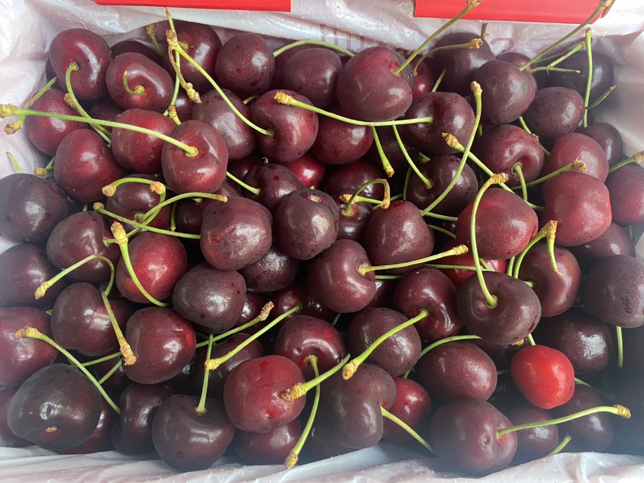 Cherry Canada