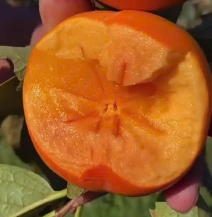 hồng mật Vân Sơn