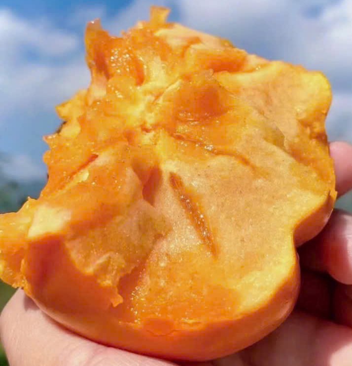 hồng mật Vân Sơn