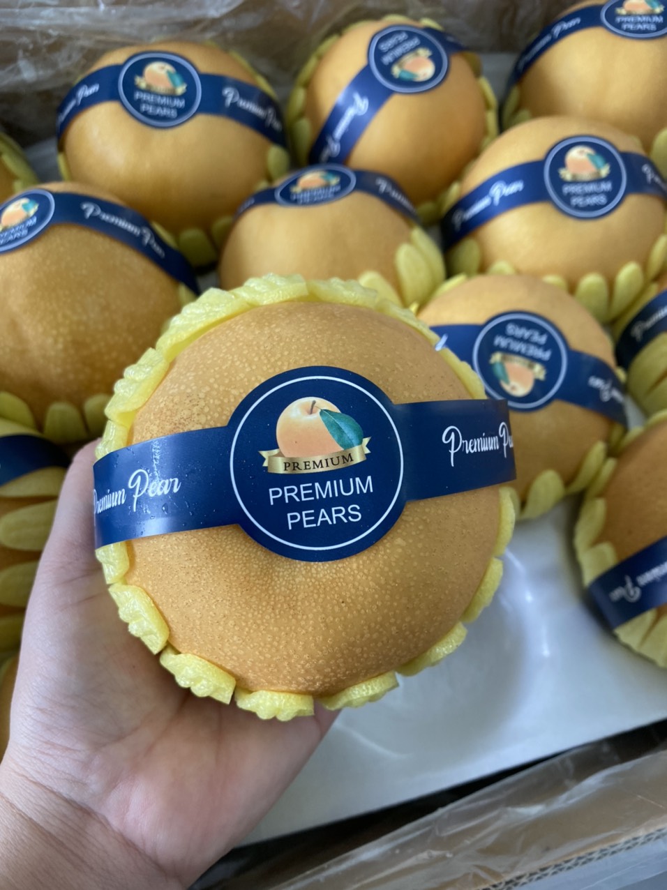 Lê nâu Hàn Quốc