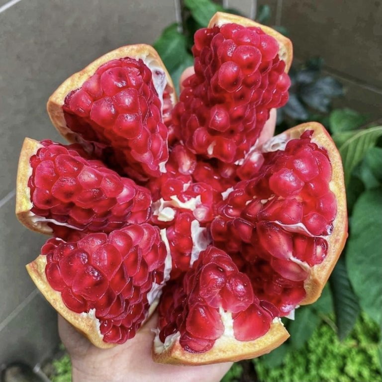 Lựu Organic No Seed Thái Lan