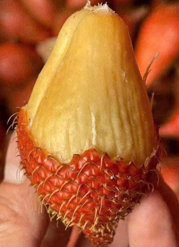 Mây Thái Tươi ngon