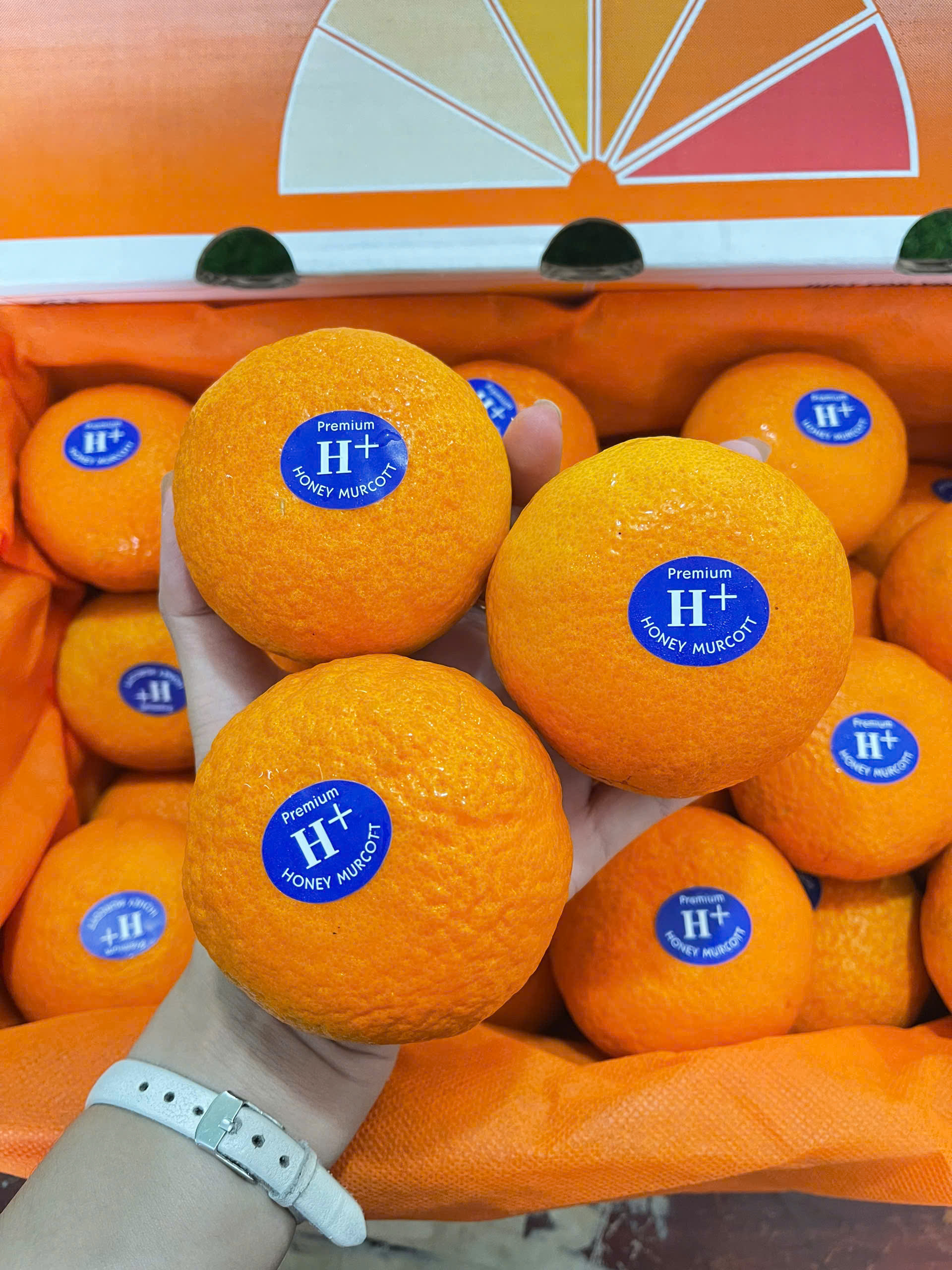 Quýt H+ Citrus