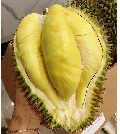 Sầu Riêng Dona Thái