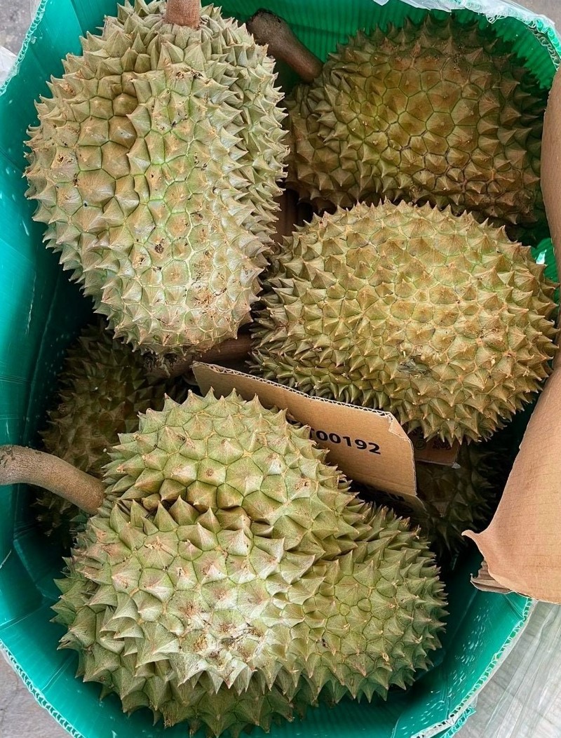 sầu riêng Dona Thái