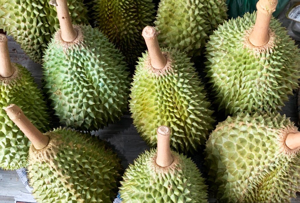 sầu riêng musang king