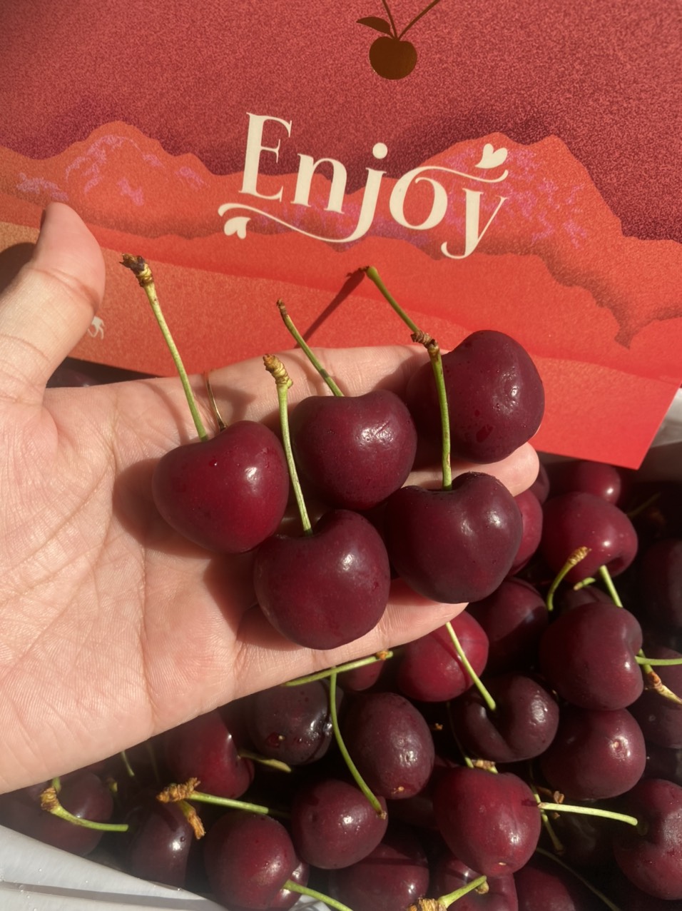 Cherry New Zealand  nhập khẩu 
