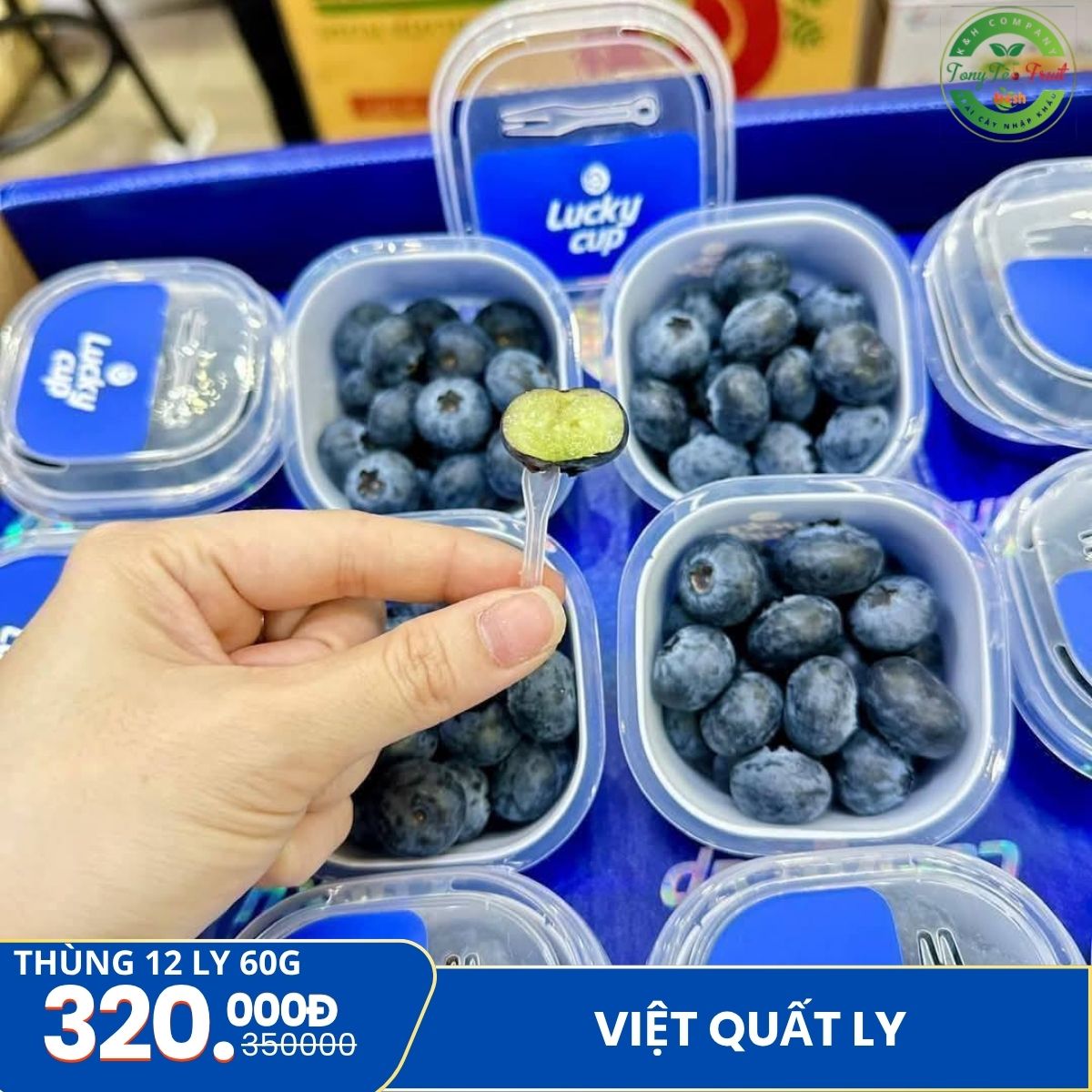 việt quất ly