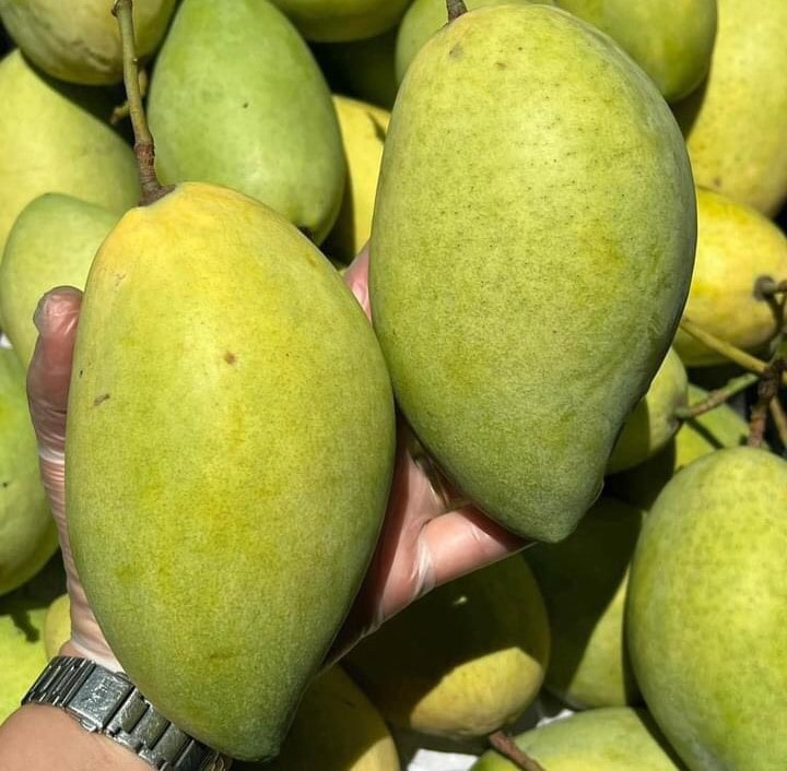 xoài cát Hòa Lộc